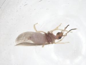  (Heteroconis - CBG-B22572-H05)  @11 [ ] CreativeCommons - Attribution Share - Alike (2025) Centre for Biodiversity Genomics Centre for Biodiversity Genomics