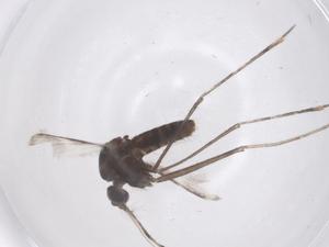  ( - CBG-B22582-A04)  @11 [ ] CreativeCommons - Attribution Share - Alike (2025) Centre for Biodiversity Genomics Centre for Biodiversity Genomics