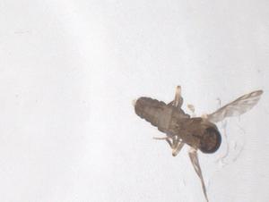  ( - CBG-B22588-A05)  @11 [ ] CreativeCommons - Attribution Share - Alike (2025) Centre for Biodiversity Genomics Centre for Biodiversity Genomics