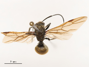  (Polyrhachis illaudata - CBG-B23327-F12)  @11 [ ] CreativeCommons - Attribution Share - Alike (2025) CBG Photography Group Centre for Biodiversity Genomics