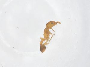  ( - CBG-B23704-A08)  @11 [ ] CreativeCommons - Attribution Share - Alike (2025) Centre for Biodiversity Genomics Centre for Biodiversity Genomics