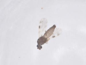  ( - CBG-B23705-B05)  @11 [ ] CreativeCommons - Attribution Share - Alike (2025) Centre for Biodiversity Genomics Centre for Biodiversity Genomics