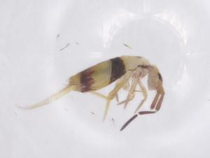  ( - CBG-B23705-C07)  @11 [ ] CreativeCommons - Attribution Share - Alike (2025) Centre for Biodiversity Genomics Centre for Biodiversity Genomics