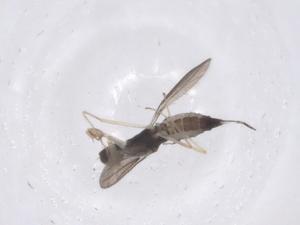  ( - CBG-B23732-E10)  @11 [ ] CreativeCommons - Attribution Share - Alike (2025) Centre for Biodiversity Genomics Centre for Biodiversity Genomics