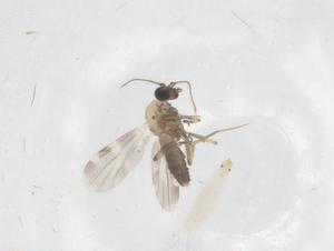  ( - CBG-B23733-G07)  @11 [ ] CreativeCommons - Attribution Share - Alike (2025) Centre for Biodiversity Genomics Centre for Biodiversity Genomics