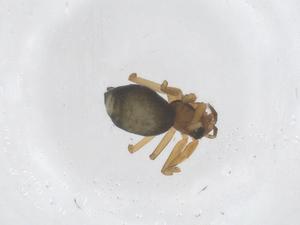  ( - CBG-B23734-E08)  @11 [ ] CreativeCommons - Attribution Share - Alike (2025) Centre for Biodiversity Genomics Centre for Biodiversity Genomics