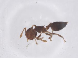  ( - CBG-B23740-E10)  @11 [ ] CreativeCommons - Attribution Share - Alike (2025) Centre for Biodiversity Genomics Centre for Biodiversity Genomics