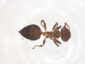  ( - CBG-B23742-H01)  @11 [ ] CreativeCommons - Attribution Share - Alike (2025) Centre for Biodiversity Genomics Centre for Biodiversity Genomics