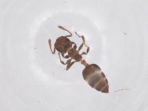  ( - CBG-B23743-B09)  @11 [ ] CreativeCommons - Attribution Share - Alike (2025) Centre for Biodiversity Genomics Centre for Biodiversity Genomics