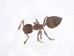  ( - CBG-B23743-D01)  @11 [ ] CreativeCommons - Attribution Share - Alike (2025) Centre for Biodiversity Genomics Centre for Biodiversity Genomics