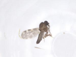  ( - CBG-B23746-H09)  @11 [ ] CreativeCommons - Attribution Share - Alike (2025) Centre for Biodiversity Genomics Centre for Biodiversity Genomics