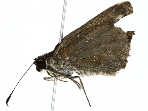  ( - BIOUG70312-D10)  @11 [ ] CreativeCommons - Attribution (2022) CBG Photography Group Centre for Biodiversity Genomics