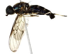  ( - BIOUG70312-H04)  @11 [ ] CreativeCommons - Attribution (2022) CBG Photography Group Centre for Biodiversity Genomics