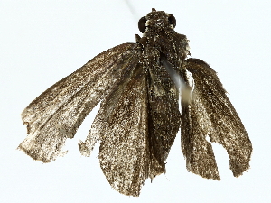  ( - BIOUG85262-C05)  @11 [ ] CreativeCommons - Attribution (2022) CBG Photography Group Centre for Biodiversity Genomics