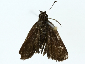  ( - BIOUG85502-B11)  @11 [ ] CreativeCommons - Attribution (2022) CBG Photography Group Centre for Biodiversity Genomics