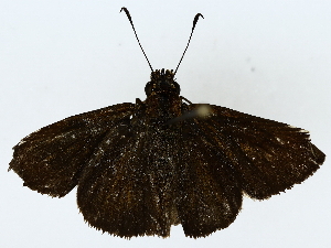  ( - BIOUG85520-F11)  @11 [ ] CreativeCommons - Attribution (2022) CBG Photography Group Centre for Biodiversity Genomics