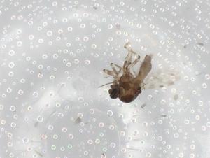  ( - BIOUG90383-C03)  @11 [ ] CreativeCommons - Attribution (2022) Centre for Biodiversity Genomics Centre for Biodiversity Genomics