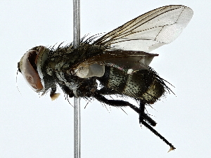  ( - BIOUG70314-F09)  @11 [ ] CreativeCommons - Attribution (2022) CBG Photography Group Centre for Biodiversity Genomics