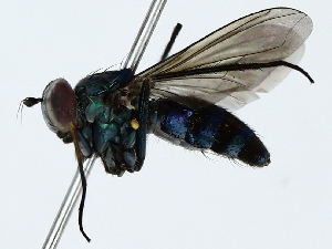  ( - BIOUG85524-F10)  @11 [ ] CreativeCommons - Attribution (2022) CBG Photography Group Centre for Biodiversity Genomics