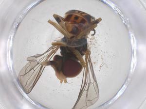  (Toxomerus rombicus - CBG-B03725-C05)  @11 [ ] CreativeCommons - Attribution Share - Alike (2025) Centre for Biodiversity Genomics Centre for Biodiversity Genomics