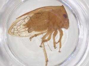  ( - CBG-B03732-H03)  @11 [ ] CreativeCommons - Attribution Share - Alike (2025) Centre for Biodiversity Genomics Centre for Biodiversity Genomics