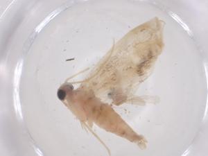  ( - CBG-B03747-D03)  @11 [ ] CreativeCommons - Attribution Share - Alike (2025) Centre for Biodiversity Genomics Centre for Biodiversity Genomics