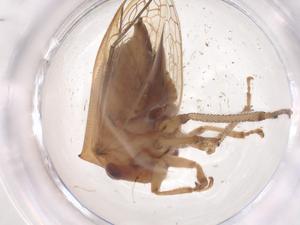  ( - CBG-B03748-G01)  @11 [ ] CreativeCommons - Attribution Share - Alike (2025) Centre for Biodiversity Genomics Centre for Biodiversity Genomics