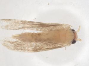  ( - CBG-B08712-B04)  @11 [ ] CreativeCommons - Attribution Share - Alike (2025) Centre for Biodiversity Genomics Centre for Biodiversity Genomics