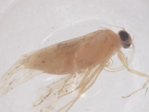  ( - CBG-B10174-A02)  @11 [ ] CreativeCommons - Attribution Share - Alike (2025) Centre for Biodiversity Genomics Centre for Biodiversity Genomics