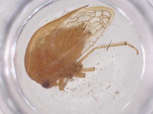  ( - CBG-B10175-B11)  @11 [ ] CreativeCommons - Attribution Share - Alike (2025) Centre for Biodiversity Genomics Centre for Biodiversity Genomics