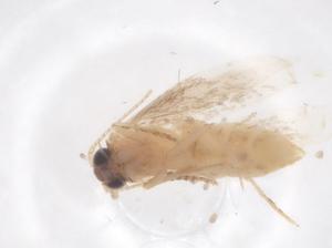  ( - CBG-B10746-B02)  @11 [ ] CreativeCommons - Attribution Share - Alike (2025) Centre for Biodiversity Genomics Centre for Biodiversity Genomics