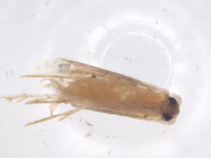  ( - CBG-B10805-C12)  @11 [ ] CreativeCommons - Attribution Share - Alike (2025) Centre for Biodiversity Genomics Centre for Biodiversity Genomics