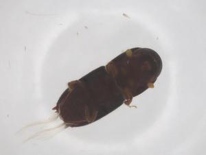  ( - CBG-B11053-E09)  @11 [ ] CreativeCommons - Attribution Share - Alike (2025) Centre for Biodiversity Genomics Centre for Biodiversity Genomics