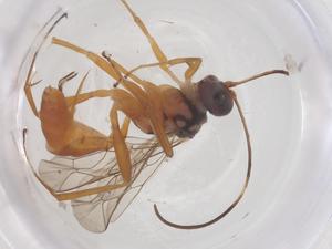  ( - CBG-B16079-B11)  @11 [ ] CreativeCommons - Attribution Share - Alike (2025) Centre for Biodiversity Genomics Centre for Biodiversity Genomics