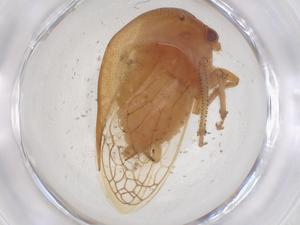  ( - CBG-B16082-D07)  @11 [ ] CreativeCommons - Attribution Share - Alike (2025) Centre for Biodiversity Genomics Centre for Biodiversity Genomics