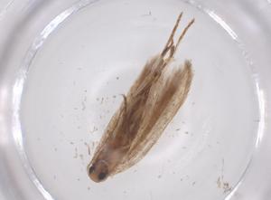  ( - CBG-B19313-F06)  @11 [ ] CreativeCommons - Attribution Share - Alike (2025) Centre for Biodiversity Genomics Centre for Biodiversity Genomics