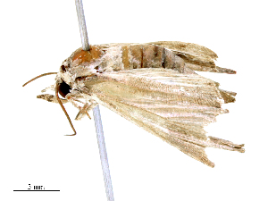  ( - CBG-B19314-B12)  @11 [ ] CreativeCommons - Attribution Share - Alike (2025) CBG Photography Group Centre for Biodiversity Genomics