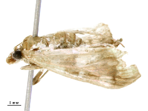  ( - CBG-B19314-D12)  @11 [ ] CreativeCommons - Attribution Share - Alike (2025) CBG Photography Group Centre for Biodiversity Genomics