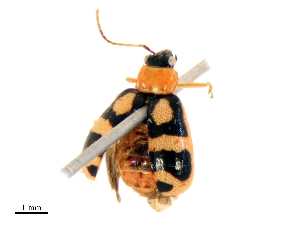  ( - CBG-B19314-E10)  @11 [ ] CreativeCommons - Attribution Share - Alike (2025) CBG Photography Group Centre for Biodiversity Genomics