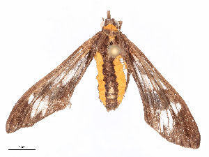  ( - CBG-B19320-D03)  @11 [ ] CreativeCommons - Attribution Share - Alike (2025) CBG Photography Group Centre for Biodiversity Genomics