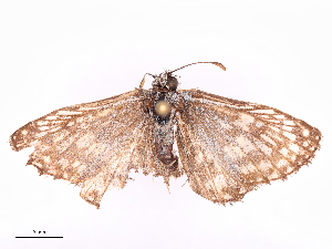  ( - CBG-B19320-E09)  @11 [ ] CreativeCommons - Attribution Share - Alike (2025) CBG Photography Group Centre for Biodiversity Genomics