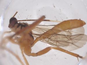  ( - CBG-B19352-C11)  @11 [ ] CreativeCommons - Attribution Share - Alike (2025) Centre for Biodiversity Genomics Centre for Biodiversity Genomics