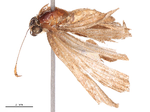  ( - CBG-B19428-A10)  @11 [ ] CreativeCommons - Attribution Share - Alike (2025) CBG Photography Group Centre for Biodiversity Genomics