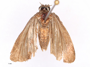  ( - CBG-B19428-A11)  @11 [ ] CreativeCommons - Attribution Share - Alike (2025) CBG Photography Group Centre for Biodiversity Genomics