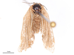  ( - CBG-B19428-C10)  @11 [ ] CreativeCommons - Attribution Share - Alike (2025) CBG Photography Group Centre for Biodiversity Genomics