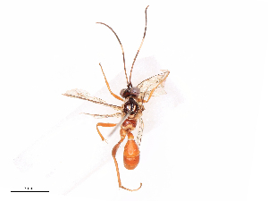  ( - CBG-B19428-D09)  @11 [ ] CreativeCommons - Attribution Share - Alike (2025) CBG Photography Group Centre for Biodiversity Genomics