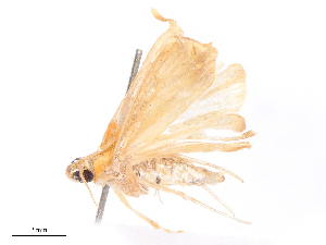  ( - CBG-B19428-E02)  @11 [ ] CreativeCommons - Attribution Share - Alike (2025) CBG Photography Group Centre for Biodiversity Genomics