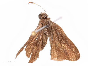  ( - CBG-B19434-E08)  @11 [ ] CreativeCommons - Attribution Share - Alike (2025) CBG Photography Group Centre for Biodiversity Genomics