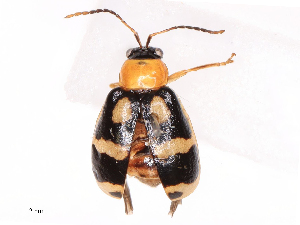  ( - CBG-B19435-C10)  @11 [ ] CreativeCommons - Attribution Share - Alike (2025) CBG Photography Group Centre for Biodiversity Genomics