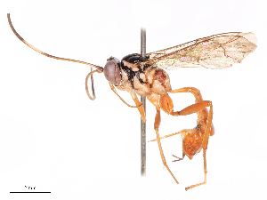  ( - CBG-B19435-E08)  @11 [ ] CreativeCommons - Attribution Share - Alike (2025) CBG Photography Group Centre for Biodiversity Genomics